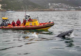 2024 10 21 Simons Town Whale Thank you