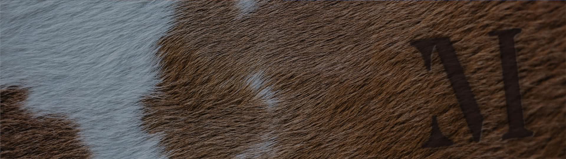 目朗完善的品牌建构逻辑