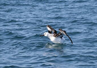 Albatross Released 1
