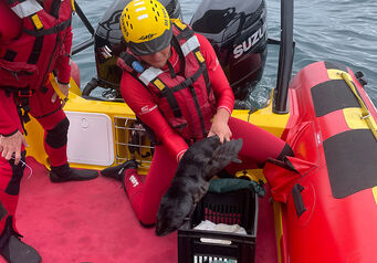 Animal rescue thumb 824x572