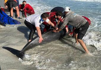 Dolphin Rescue Thumb