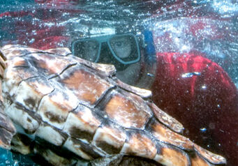 Nsri marine care1440x400