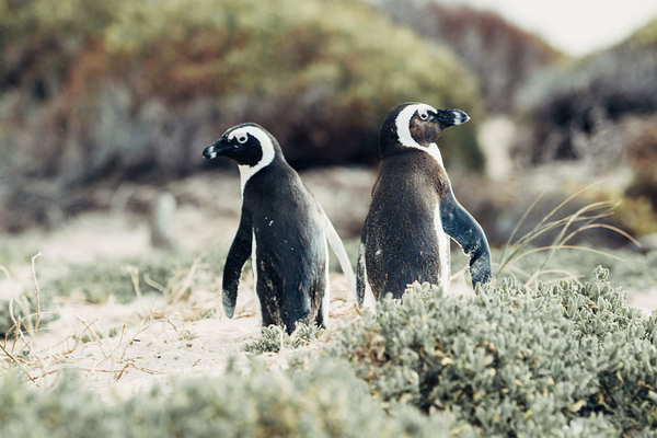 Nsri penguins banner1