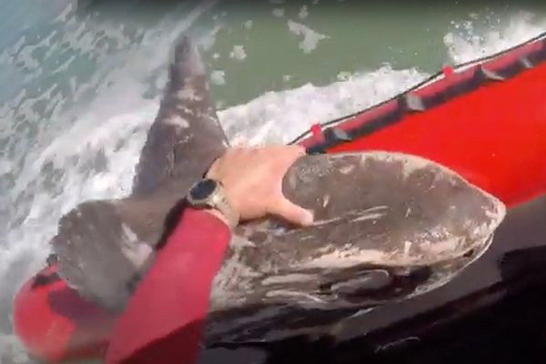 Nsri sunfish rescued thumb 824x572