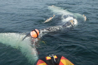 Nsrihelpsrescuewhales 12879