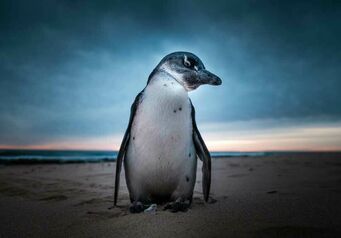 Penguin Rescue Deon Lategan Thumb