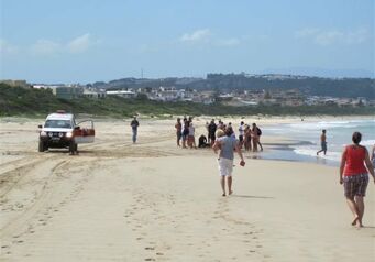 Pygmy Sperm Whale2 plett