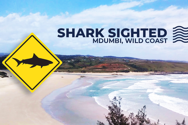 Shark sighting mdumbi