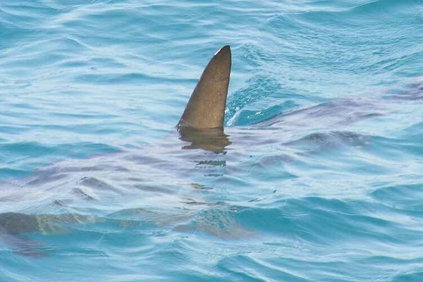 Sharkbanner