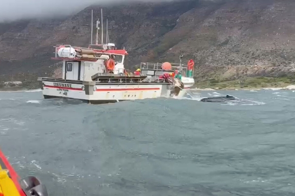Stn 10 Whale Detanglement