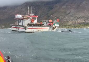 Stn 10 Whale Detanglement
