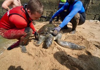 Stn 32 Port Edward Turtle Rescue