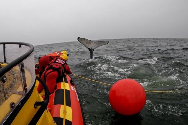 Stn 34 Whale Disentanglement 5