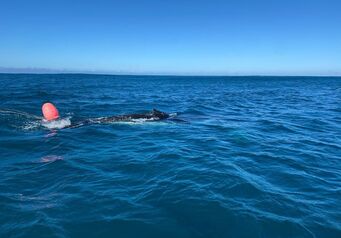 Stn6 Gqeberha Whale Disentanglement6