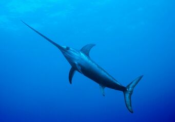 Swordfish