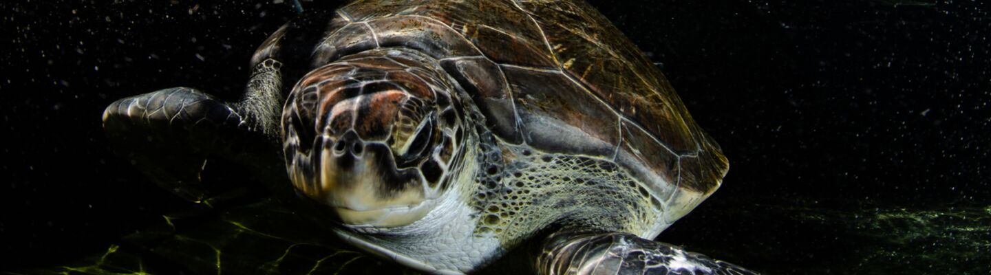 Turtle banner