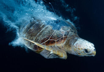 Turtle day thumb 824x572