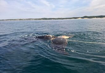 Whale Detanglement