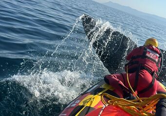 Whale disentanglement 3july