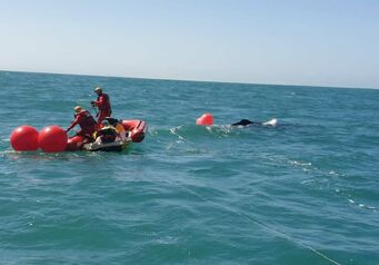 Whale gqeberha 21sept