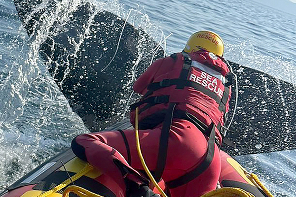 Whale rescue 2024 1440x500