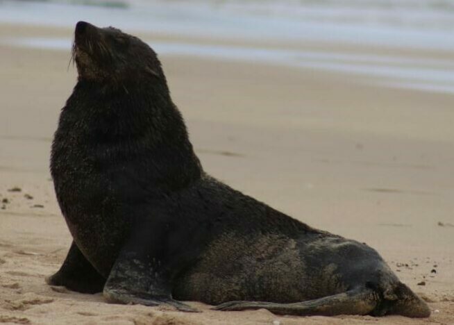 seal rescue